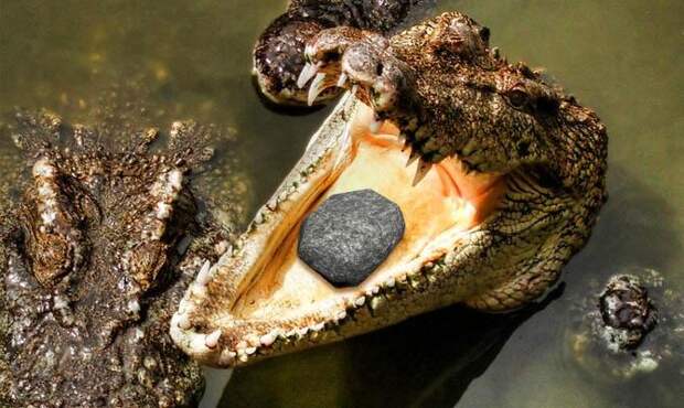 Крокодил ест камни