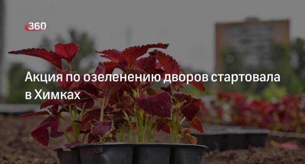 Акция по озеленению дворов стартовала в Химках
