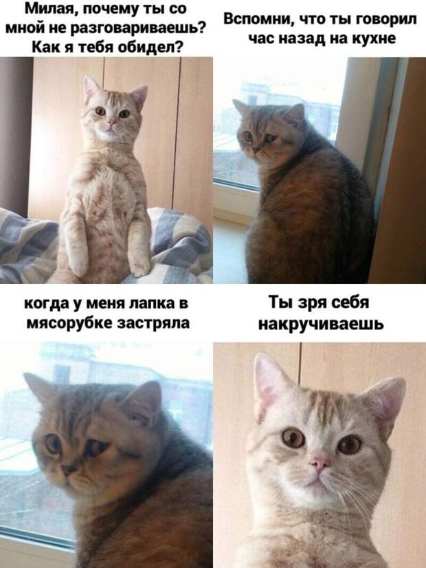 Самые удачные котомемы Рунета Самые удачные котомемы Рунета