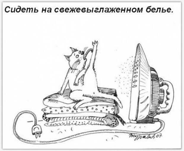 Обязанности кота по дому!