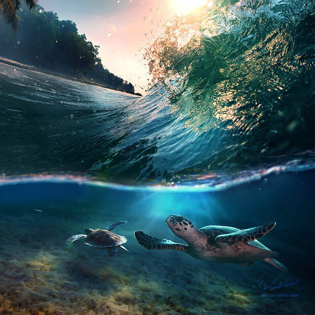Тропический рай с черепахами.  животные, подводная съемка, рыбы, фото