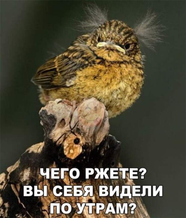 Фотомемы на Бугаге для хорошего настроения (23 шт)