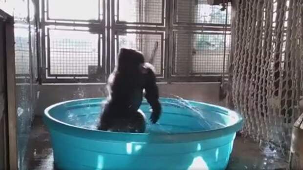 горилла танцует в ванне