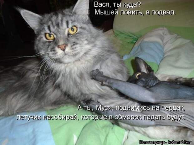 Свежая котоматрица (38 фото)