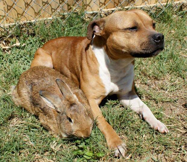 Бум - питбуль, который любит кроликов the Pit Bull who Loves Birds and Rabbits 6 Бум питбуль, который любит кроликов