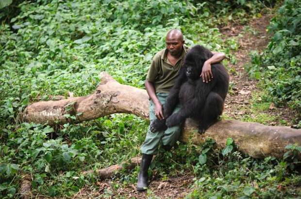 Man gives gorilla a hug after his mum is killed by poachers
