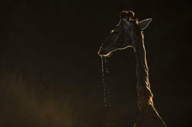 wildlife