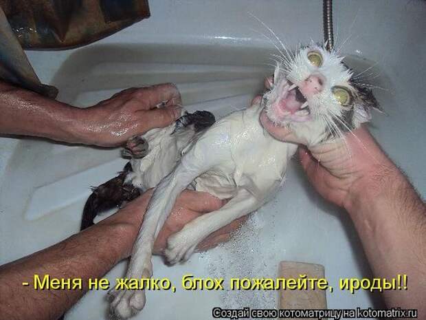 Лучшие котоматрицы недели