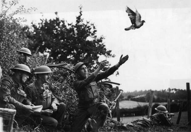 Шер Ами-голубь во время Первой Мировой героизм, животные