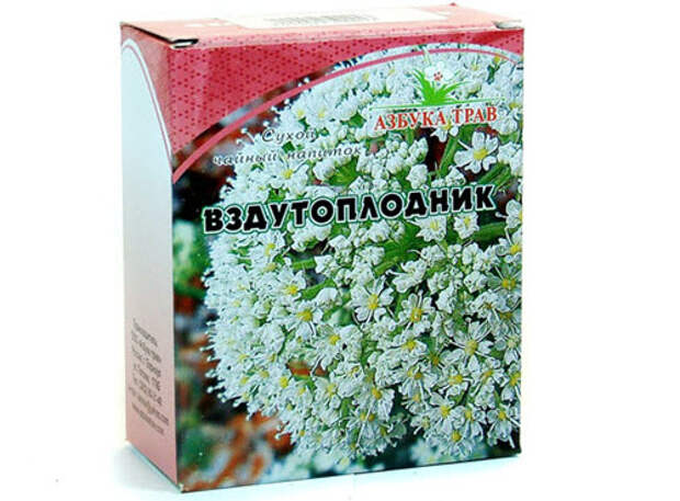 Вздутоплодник сибирский: описание, рецепты, применение и отзывы