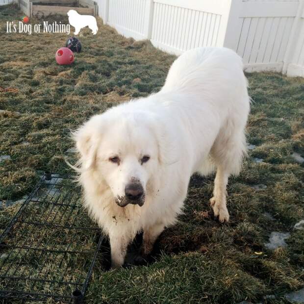 You might have a Great Pyrenees if you twisted your ankle from a pyr crater.