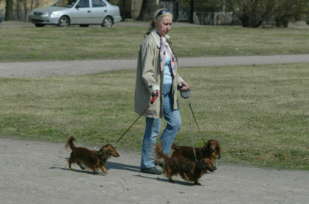 В Петербурге предложили штрафовать за лай собак в домах по ночам