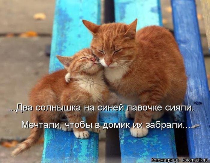 Прикольные котоматрицы Прикольные котоматрицы