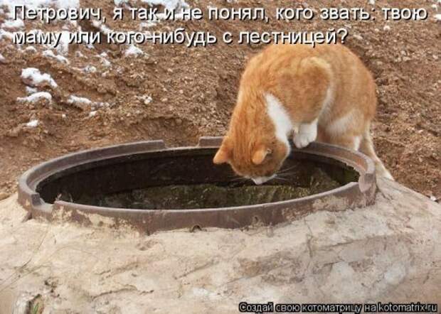 Свежая котоматрица на Бугаге (34 фото)