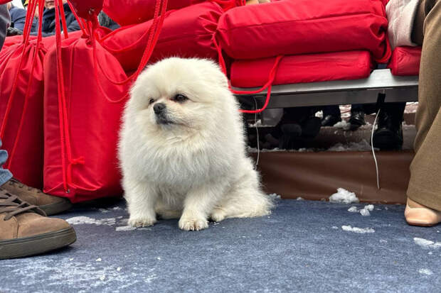 Военные учения, коровник и каток: где еще побывал шпиц Умка, удививший всех на Параде в Москве