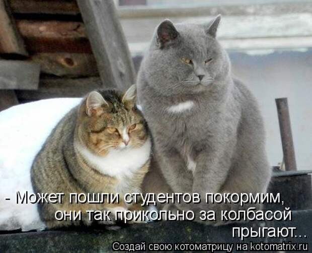 Новая котоматрица (36 фото)