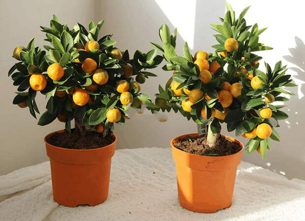Как привить мандарин в домашних условиях — пошаговая инструкция и советы