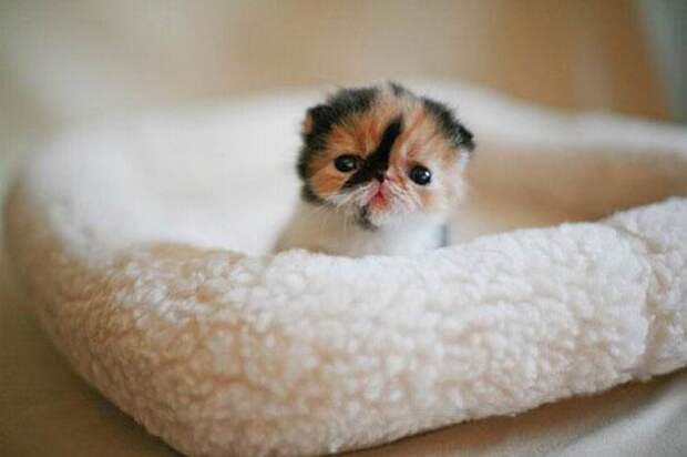 котенок 2