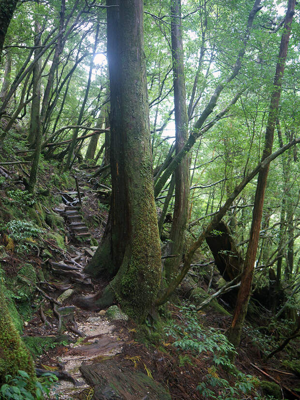 Поход по зеленому лесу, остров Якусима Япония, Якусима, остров, якушима, yakushima, лес, yakusugi land, кедр, мох, поход, зеленый, дерево, тропинка