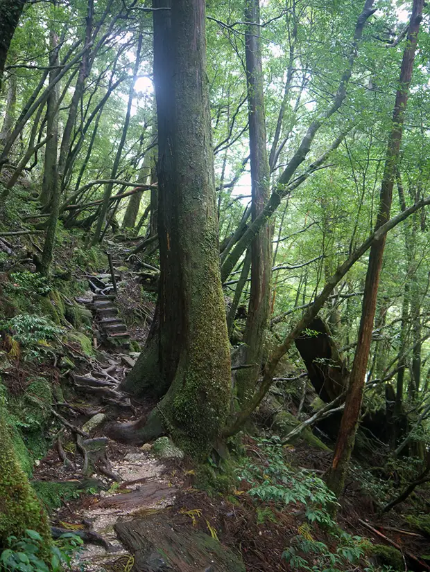 , , , , yakushima, , yakusugi land, , , , , , 