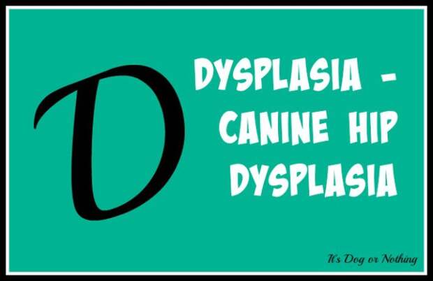 When it comes to giant breed health and nutrition, there's a lot that goes into raising a happy, healthy dog. We're going from A to Z talking about giant breed specific needs!