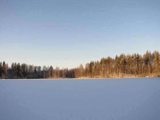 Отпуск в лесу