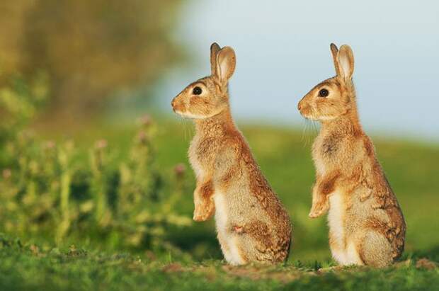 животные близнецы зайцы