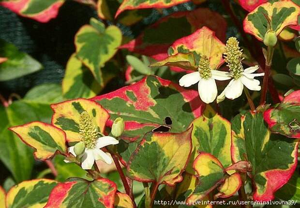 Chameleon(HouttuyniaCordata)_5297p4 (580x402, 175Kb)