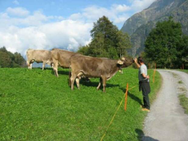 feeding-cows-610x458