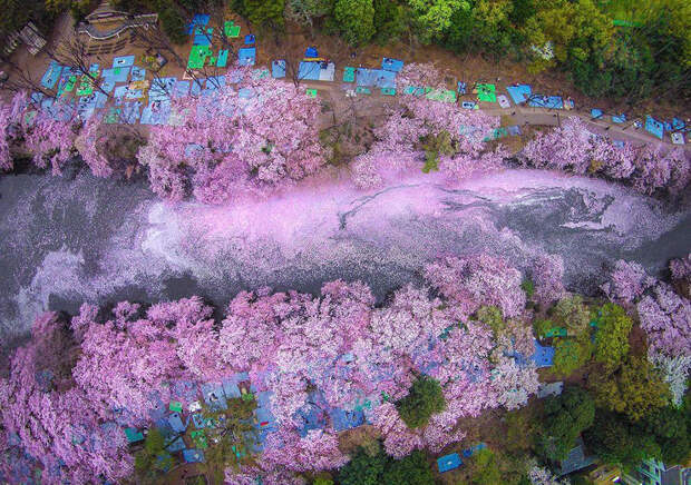 spring-japan-cherry-blossoms-national-geographics-1
