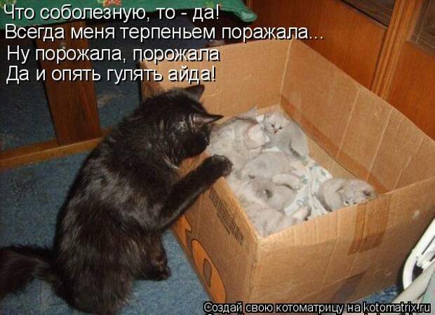 Котоматрица - Что соболезную, то - да! Ну порожала, порожала Да и опять гулять айда!