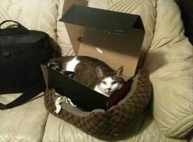 КОТОприколы (22 шт)