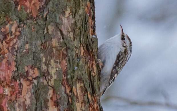 В Петербурге сохранится морозная и сухая погода