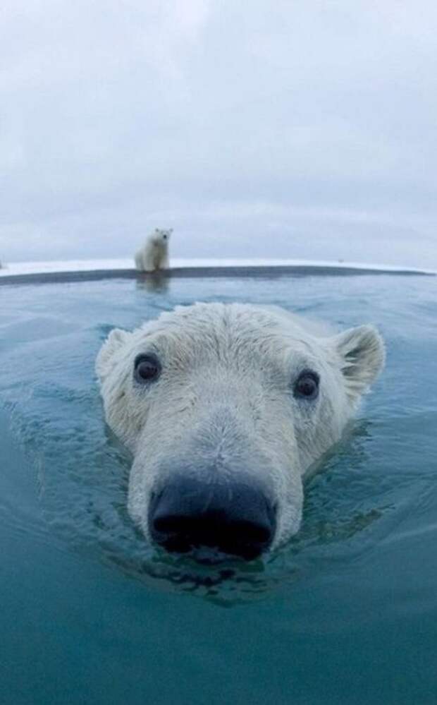 Красивые фотографии животных животные, дикая природа, зверь, тигр, лев, орел, птица