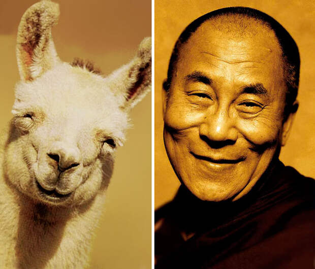 Happy Llama Looks Like  Happy Dalai Lama