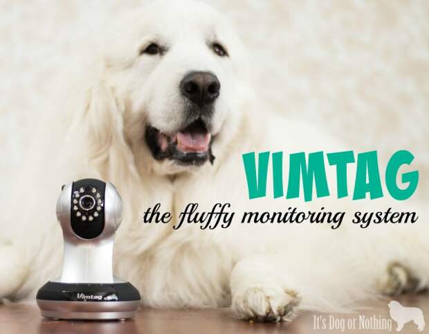 Moves and vacations can be stressful to dogs causing them to act out. Our Vimtag camera helps us keep track of our Great Pyrenees and ensure their safety.