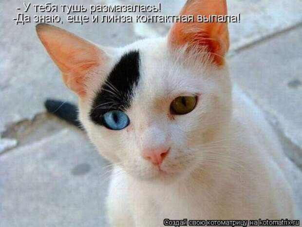 Пятничная котоматрица