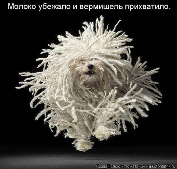 Котоматрица Котоматрица