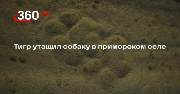 Тигр утащил собаку в приморском селе