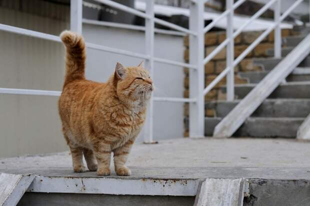 Коты разных стран