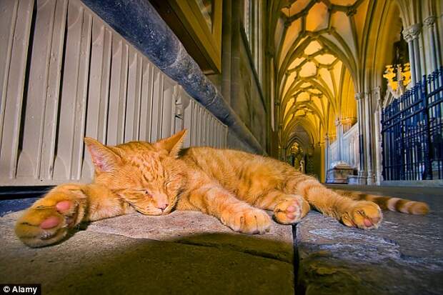 Louis the cat who lives at Wells cathedral turned into "wild lion"