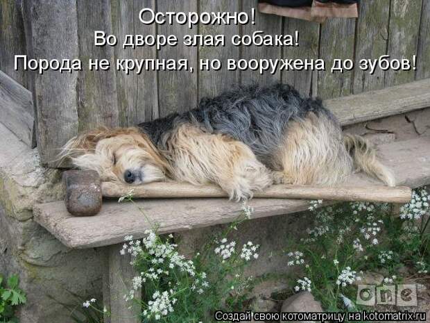 Котоматрица: Осторожно!  Порода не крупная, но вооружена до зубов! Во дворе злая собака!