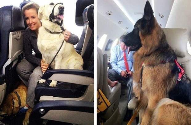 Свои обычаи: как относятся к домашним животным в разных странах