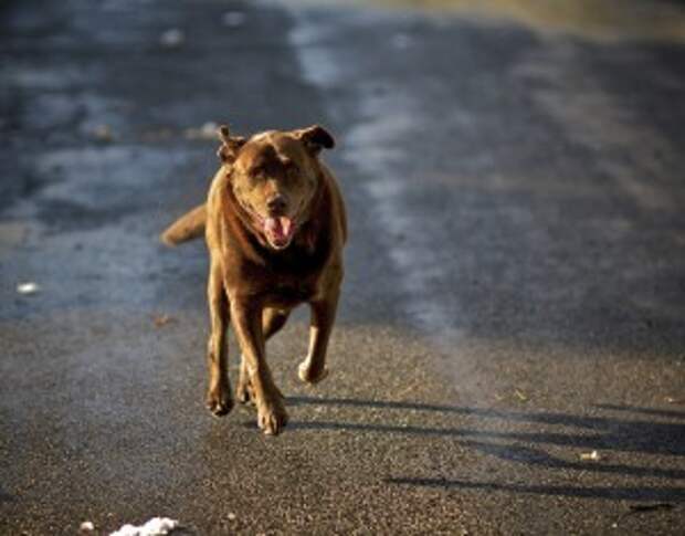 Unbelievable … This Dog Just Risked it’s Life to Save Another Dog!