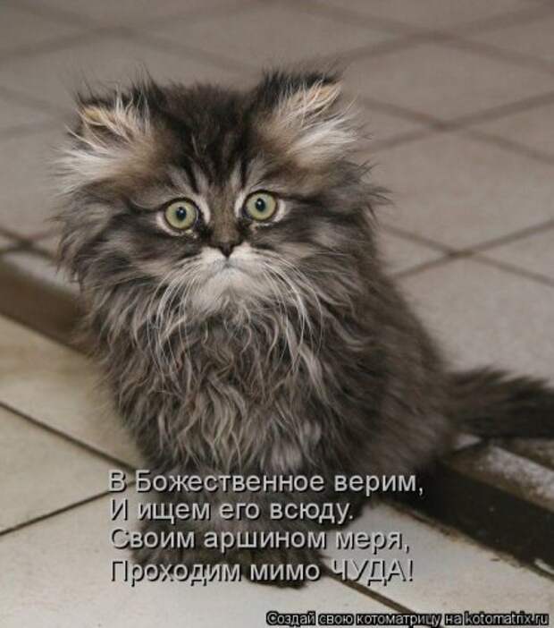 Котоматрица новые за неделю.