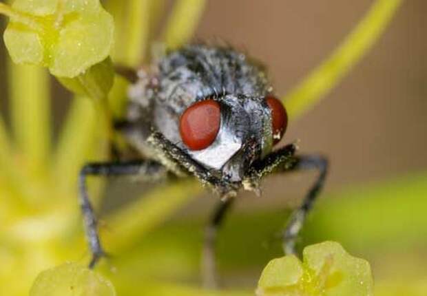 Какие насекомые смертельно опасные для человека — список, фото и описания
