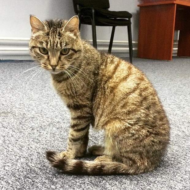 2. Кошка Матроска влиятельные, живут, коты