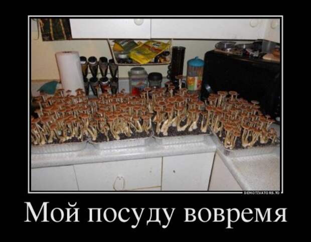 Демотиваторы-приколы (12 шт)
