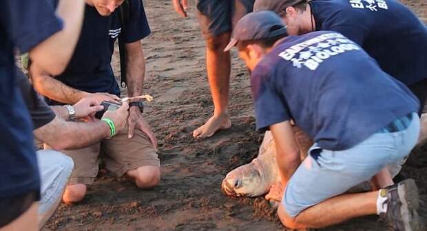 plug nose olive Ridley