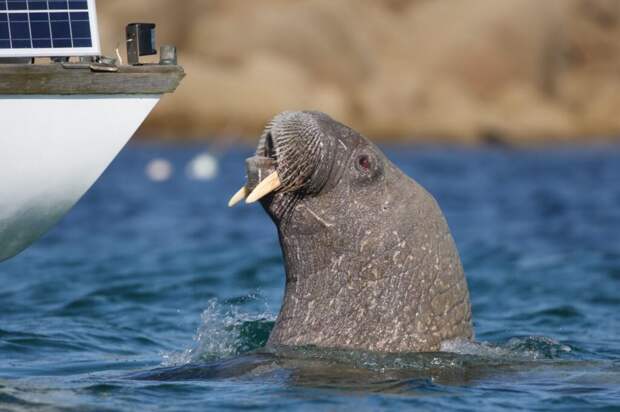 _англия_путешествие1-1024x682 Свободу Уолли: эксперты просят  общественность не тревожить моржа-путешественника
